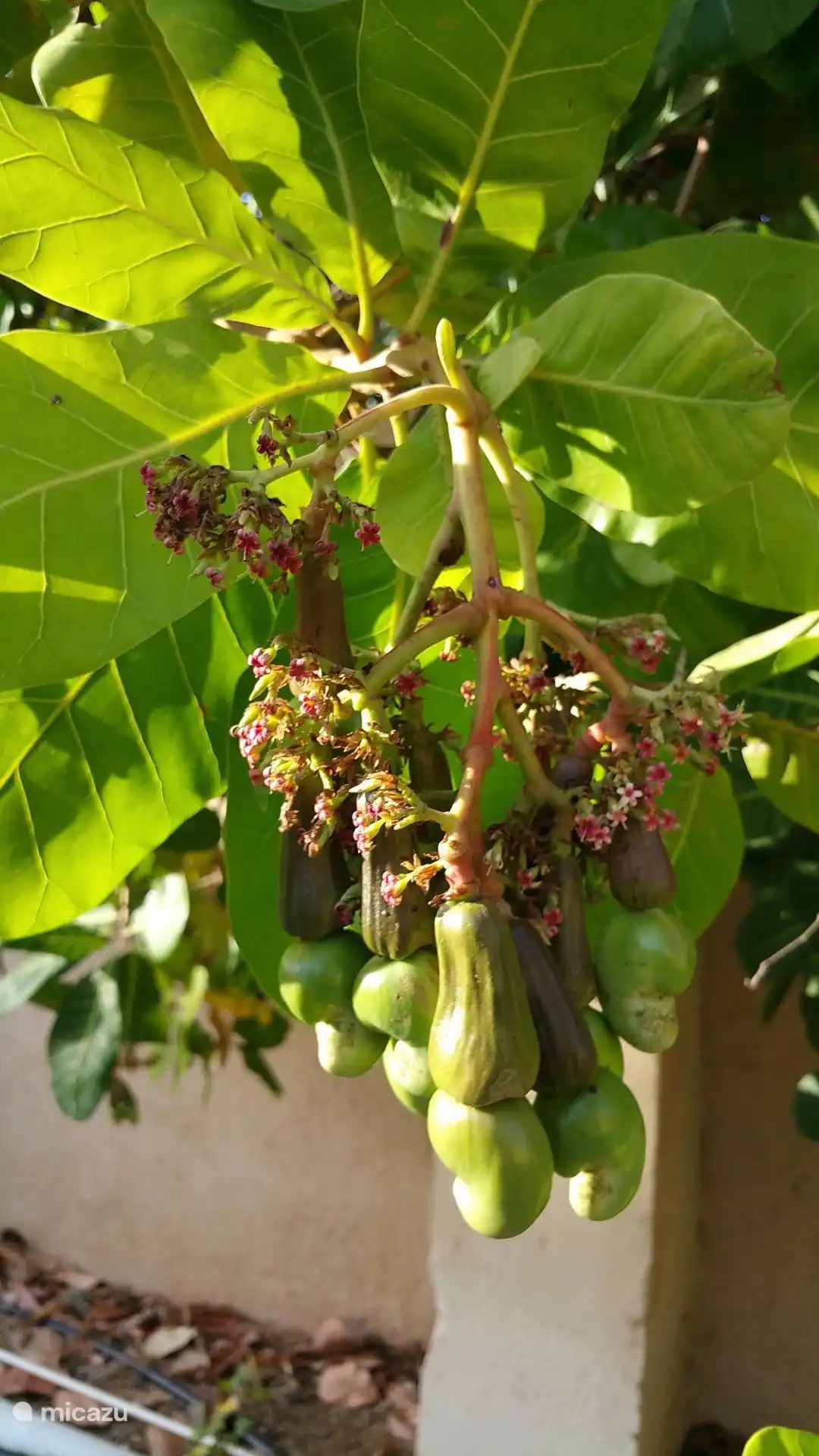 Schöne Bäume auf dem Resort