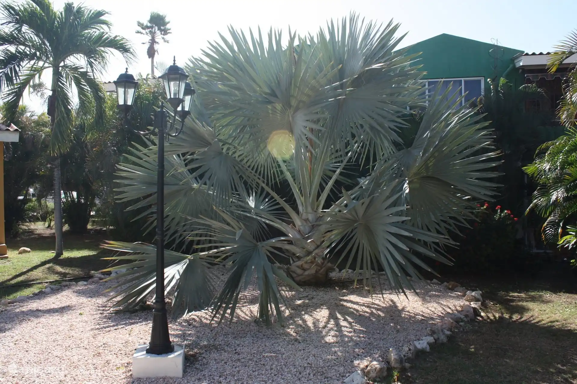 Tropische Pflanzen im Resort