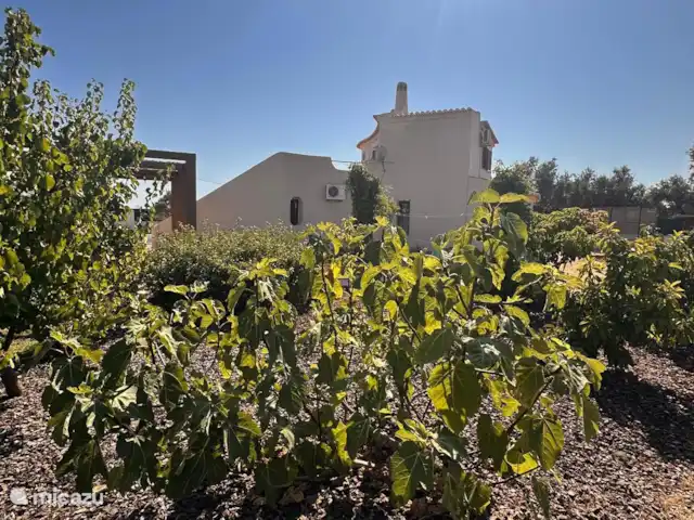 Vivenda Salim huren in Portugal, Algarve, Porches (Lagoa) - villa tuin
