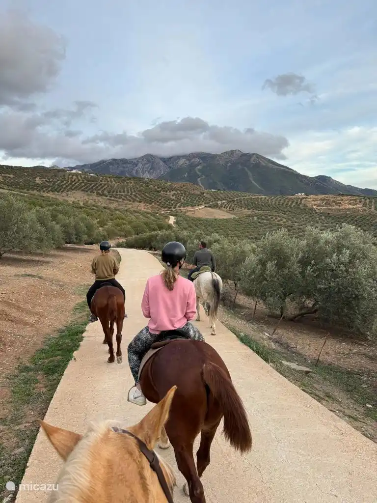 Discover the area on horseback.
Nearby is a riding school where you can make beautiful trips, a unique way to explore Andalusia.