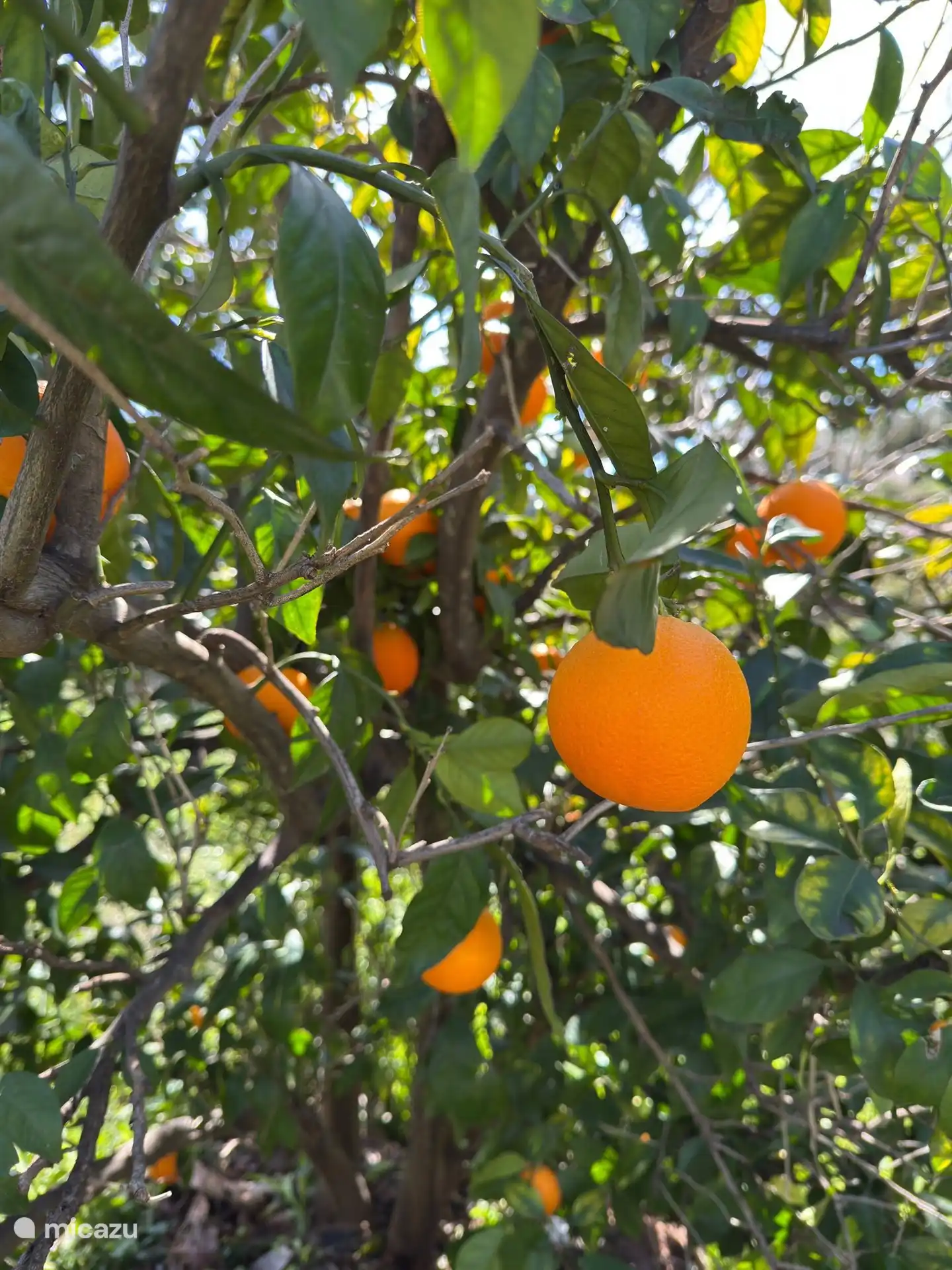 Sinaasappelen in eigen tuin voor een versgeperste jus d'orange.
