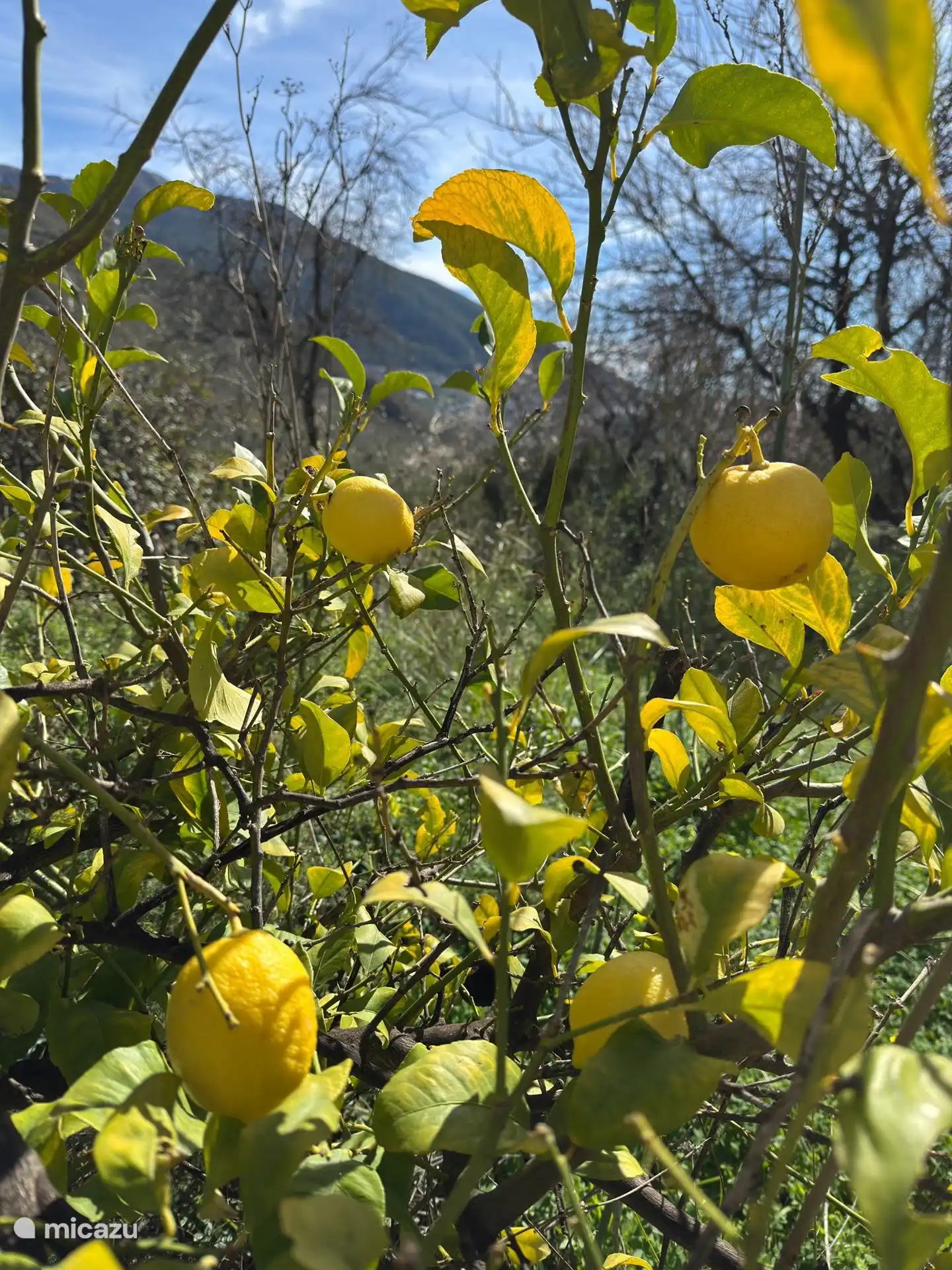 Citroenen plukken in eigen tuin