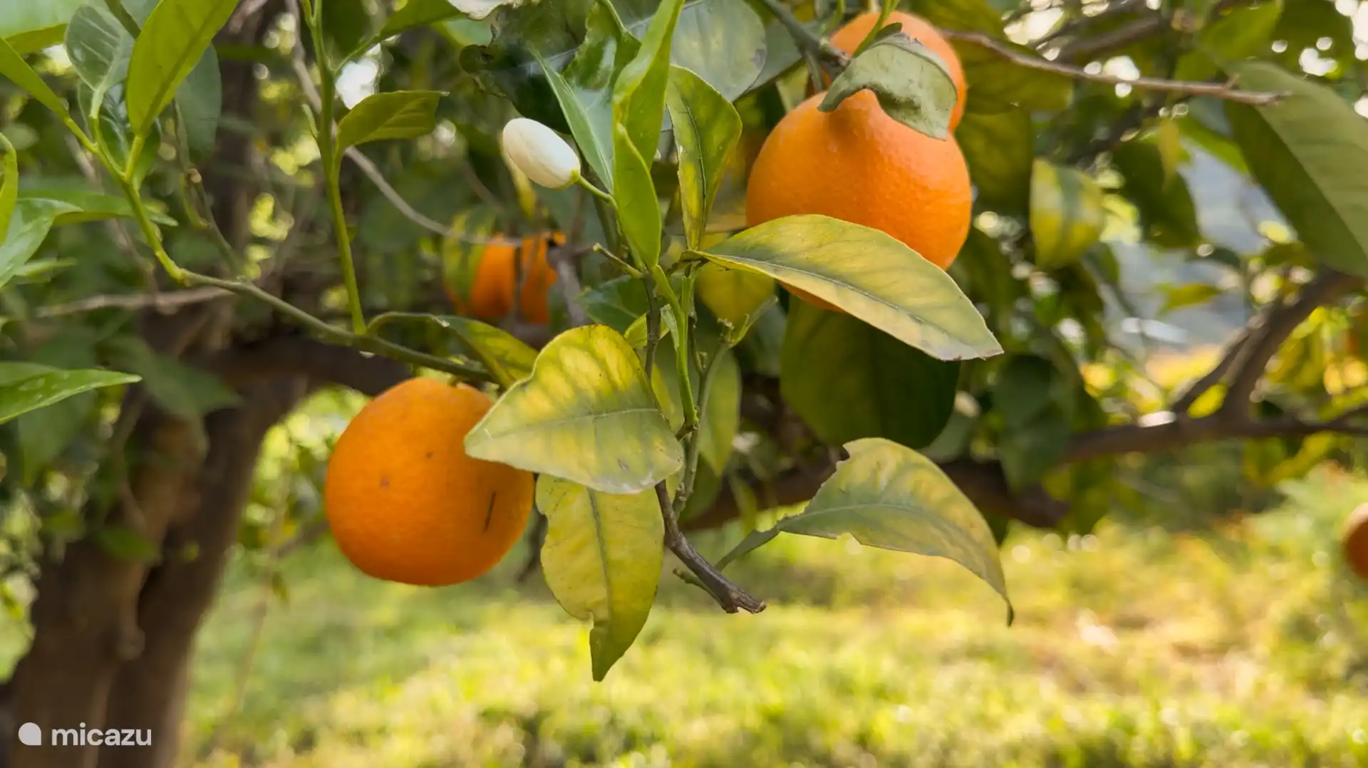 Naranjas del jardín