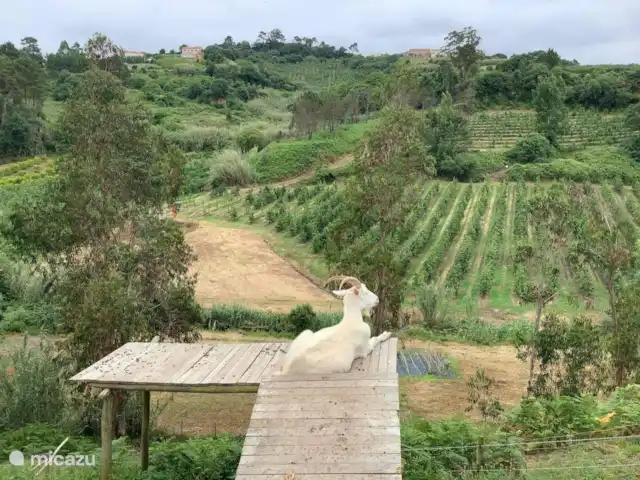 casa vacacional en Portugal, Costa de Prata, Alfeizerão –  Casa Grilos La vista
