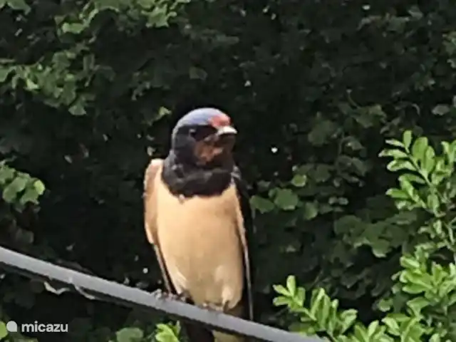 Swaelvlei  huren in Nederland, Gelderland, Aalten - vakantiehuis Zwaluw