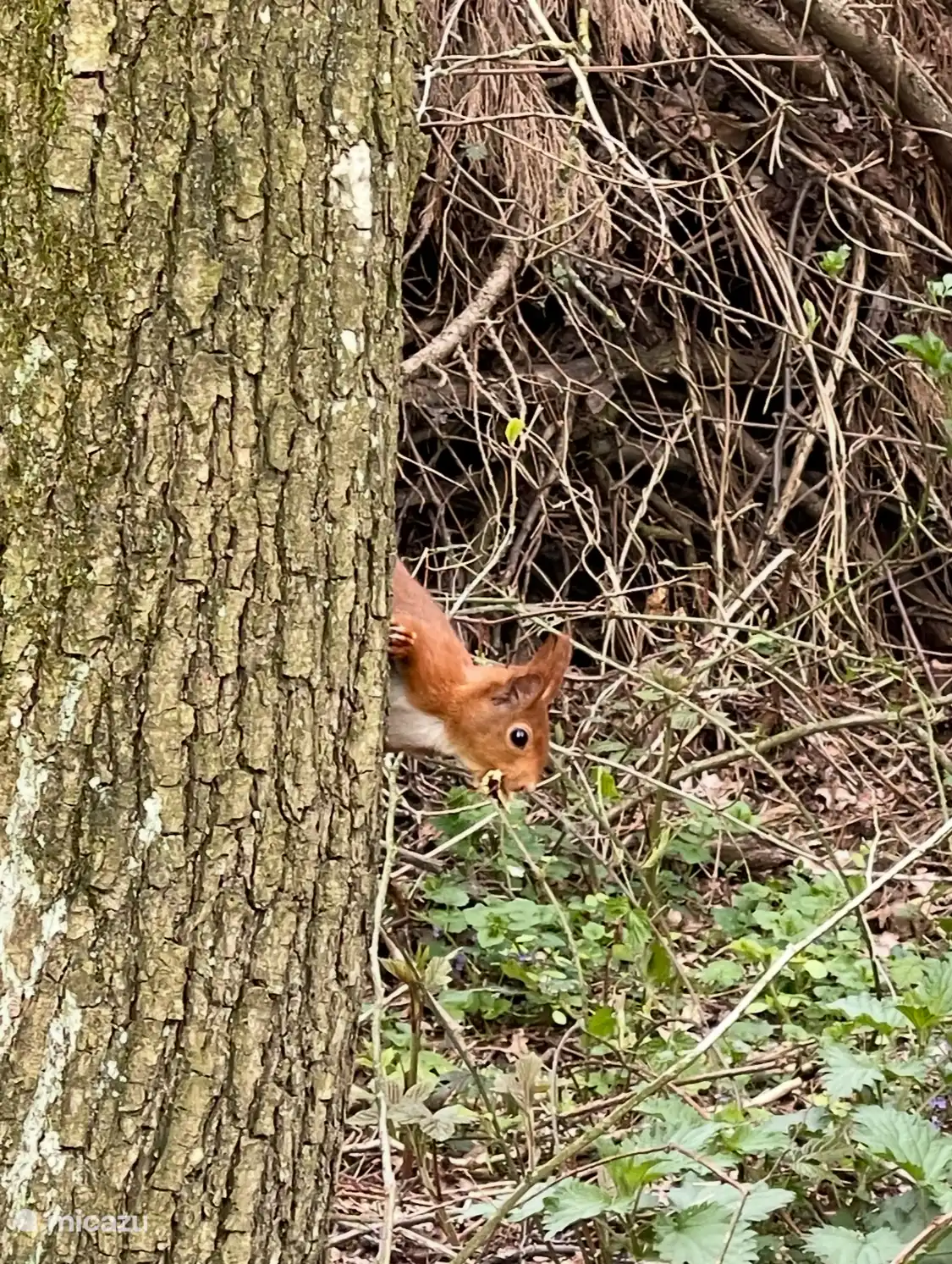 Eichhörnchen im eigenen Wald