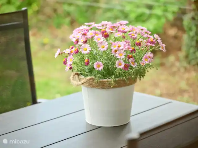 El dálmata en Países Bajos, Güeldres, Winterswijk - casa vacacional Acogedor exterior