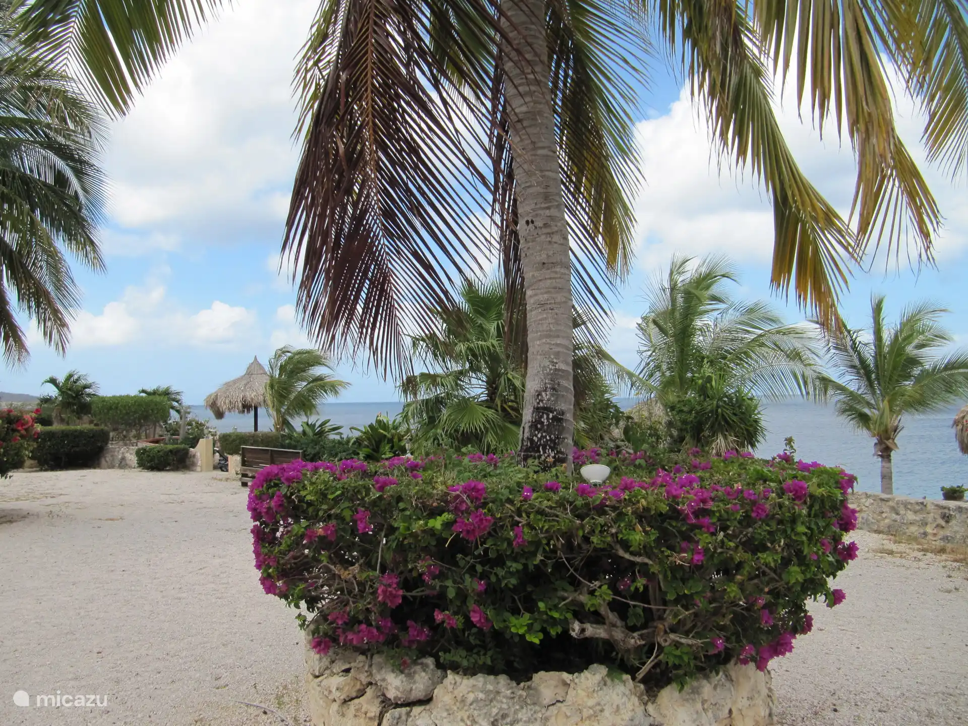 Bougainvillea auf dem Boulevard
