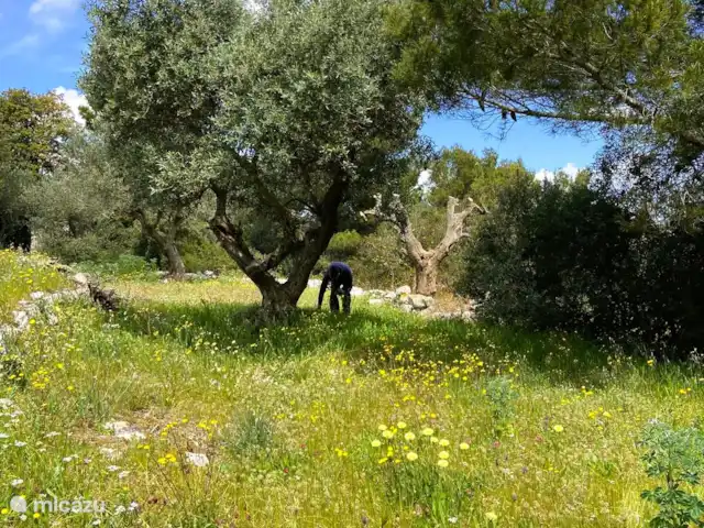 Balcone sul Mare en Italia, Apulia, Fasano - villa