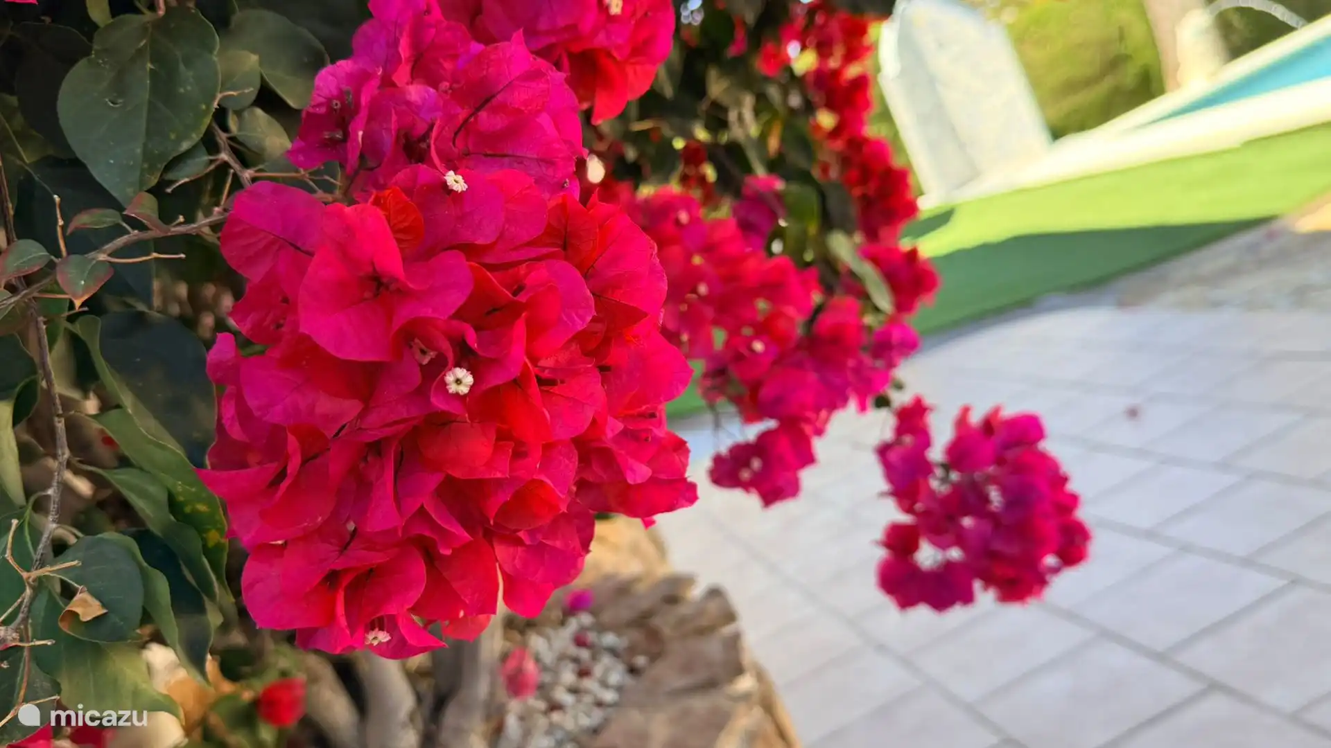 Jardin coloré