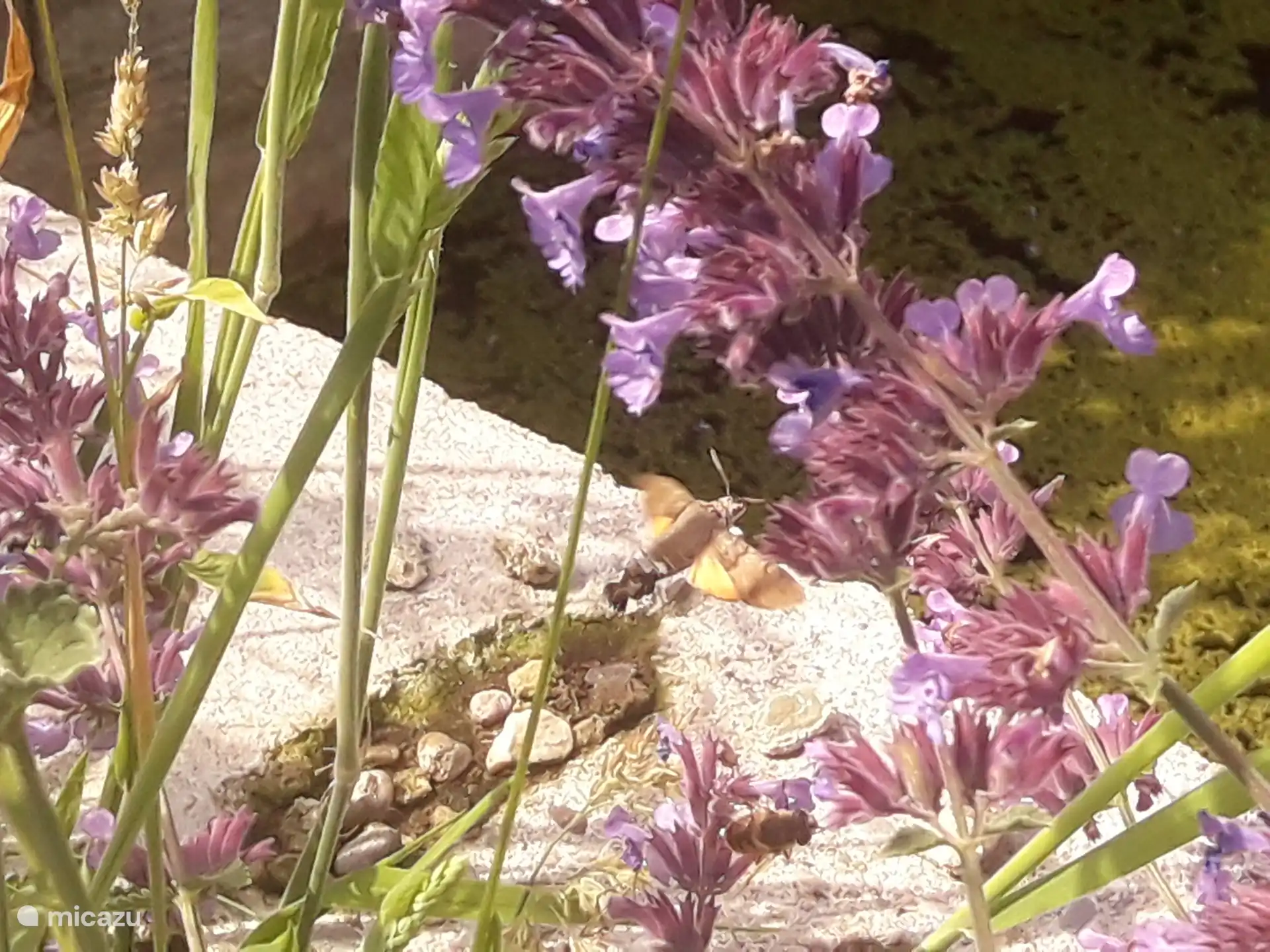 Même le papillon colibri est heureux ici 