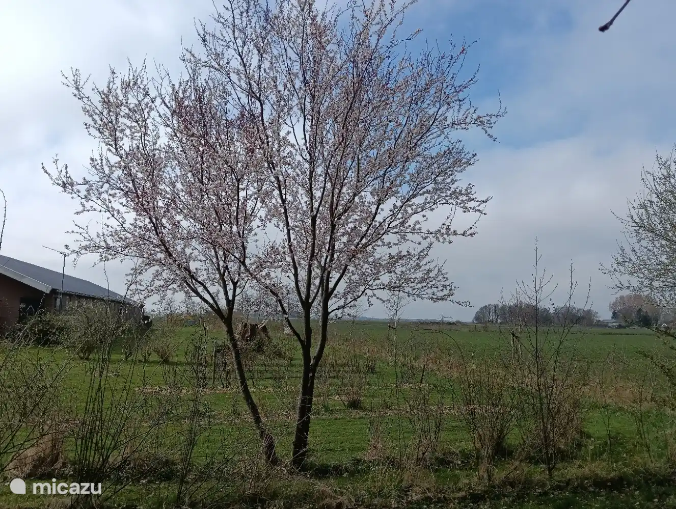 L’un des nombreux arbres fruitiers de notre jardin.