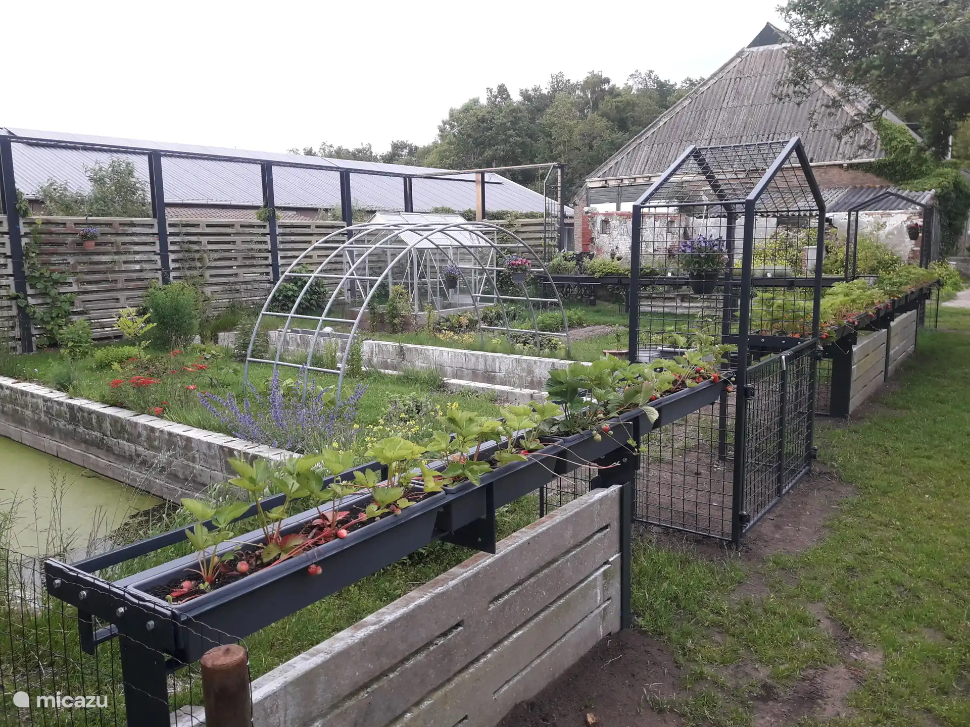 Notre potager avec une clôture artisanale avec des contenants à fraises et des pergolas 
