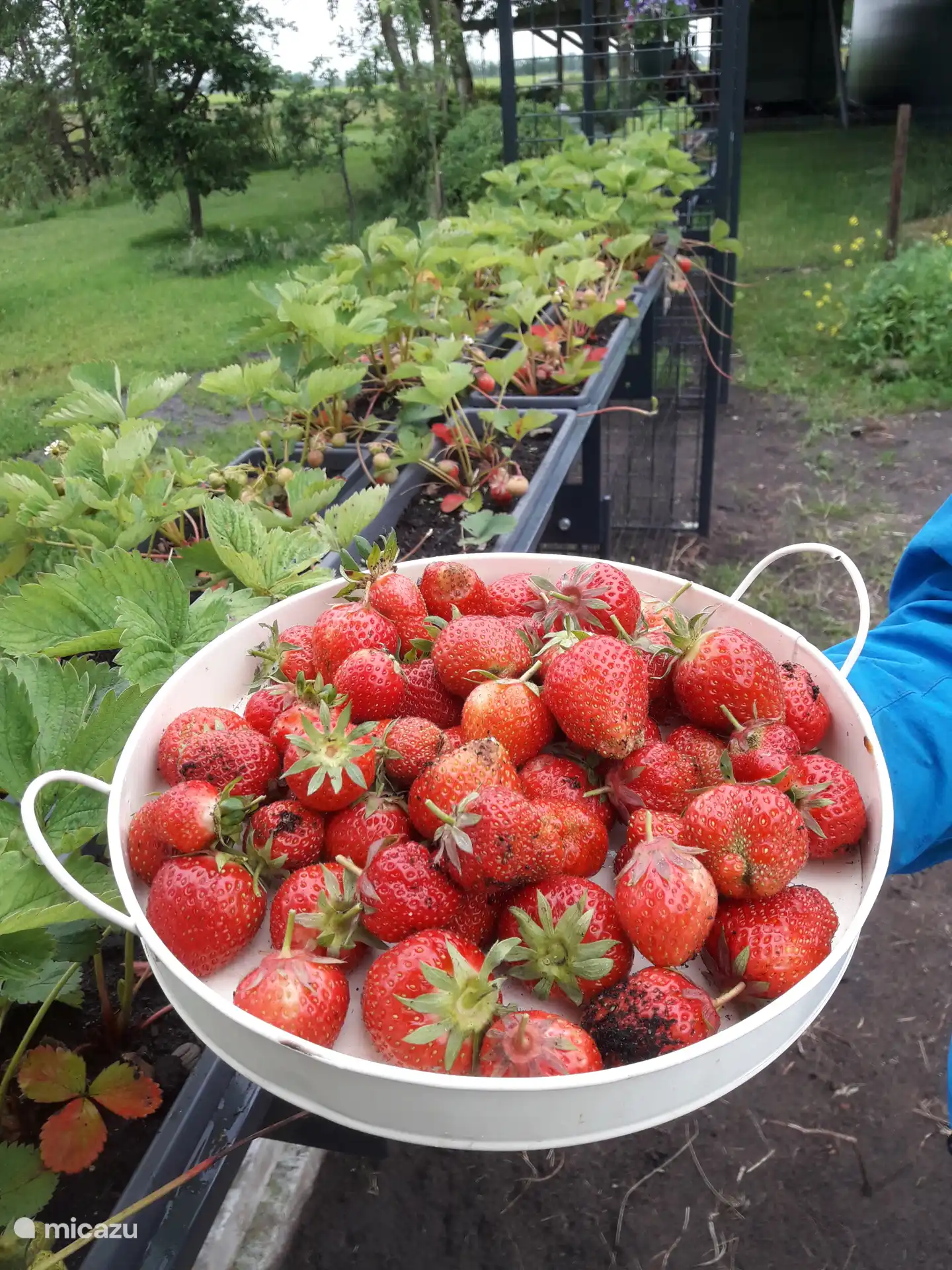Une belle récolte de notre potager