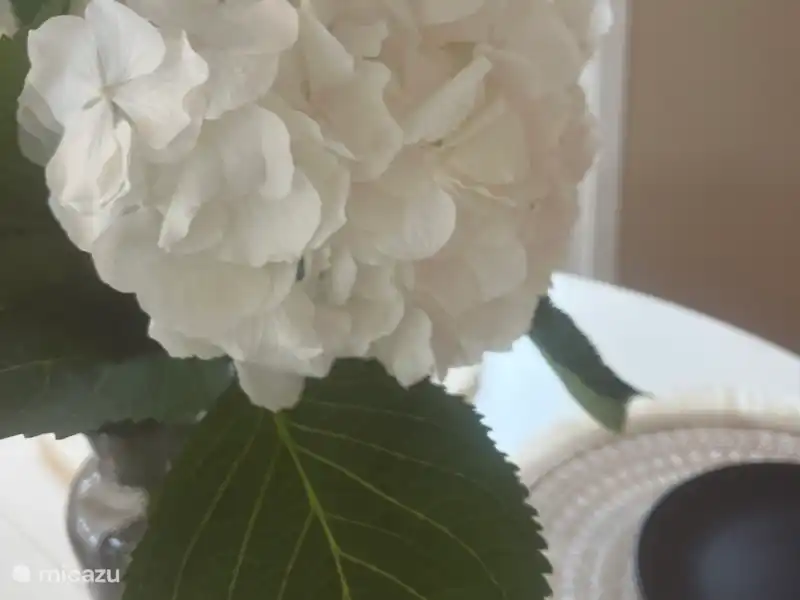 Vive | Pays-Bas, Gueldre, Wells - Chalet Vive | Pays-Bas, Gueldre, Wells - Chalet