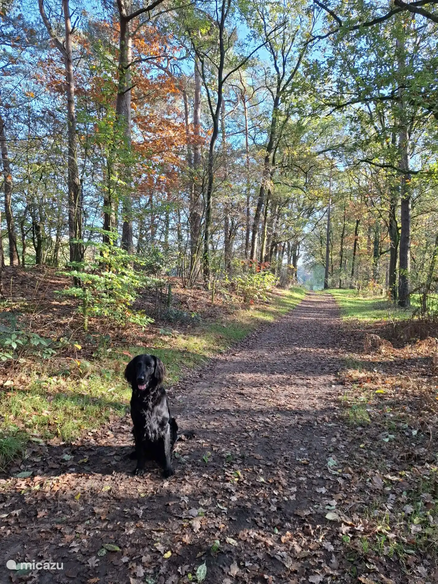 Vanuit het vakantiehuisje loop je zo dit mooie bospad op