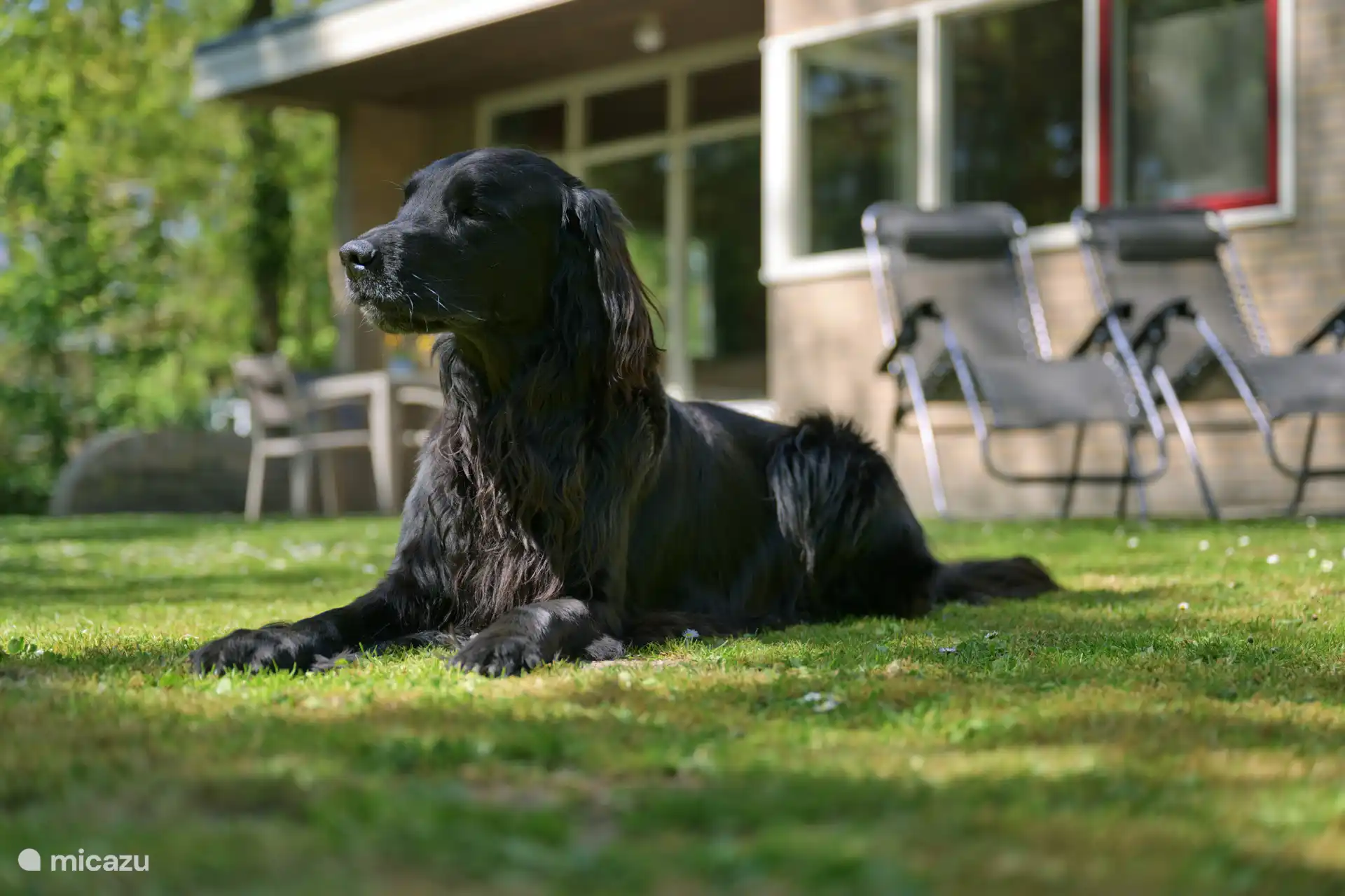 El Labrador en Países Bajos, Güeldres, Winterswijk - Casa vacacional