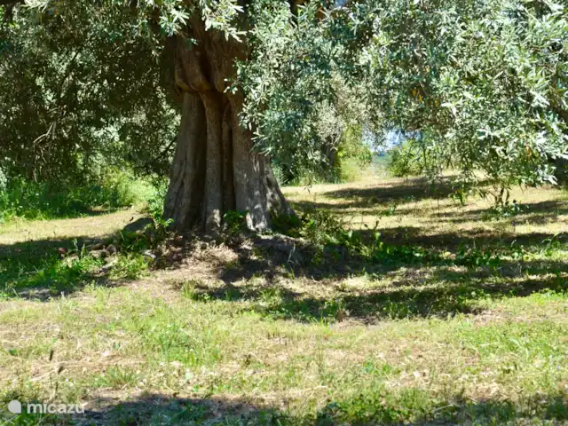Adelfótita | Grèce, Pelion, Promyri - maison de vacances olivette