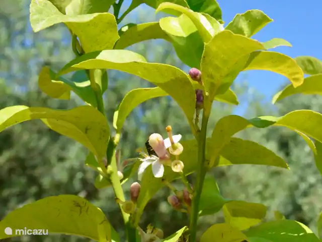 Adelfótita | Grèce, Pelion, Promyri - maison de vacances agrumes