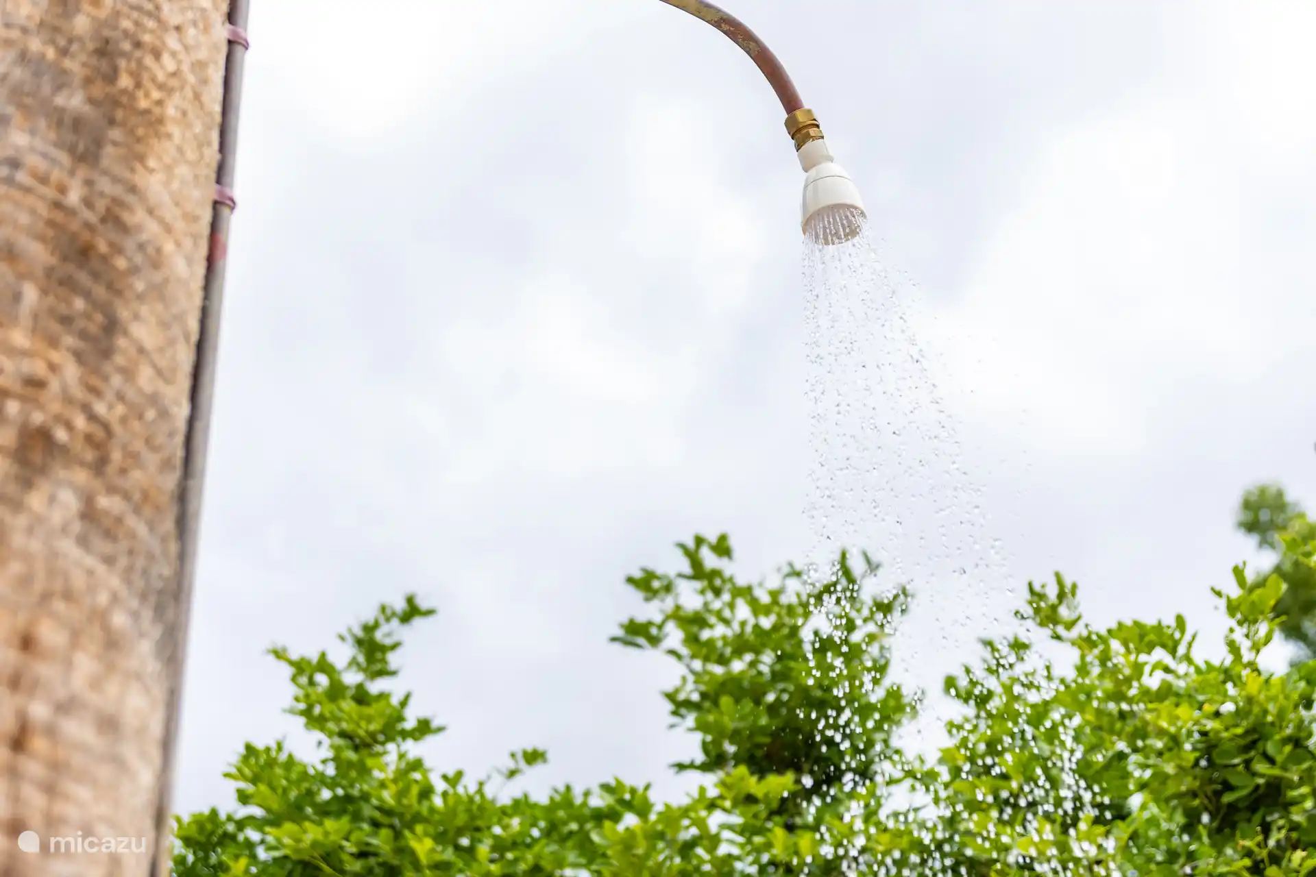 Douche de palmier