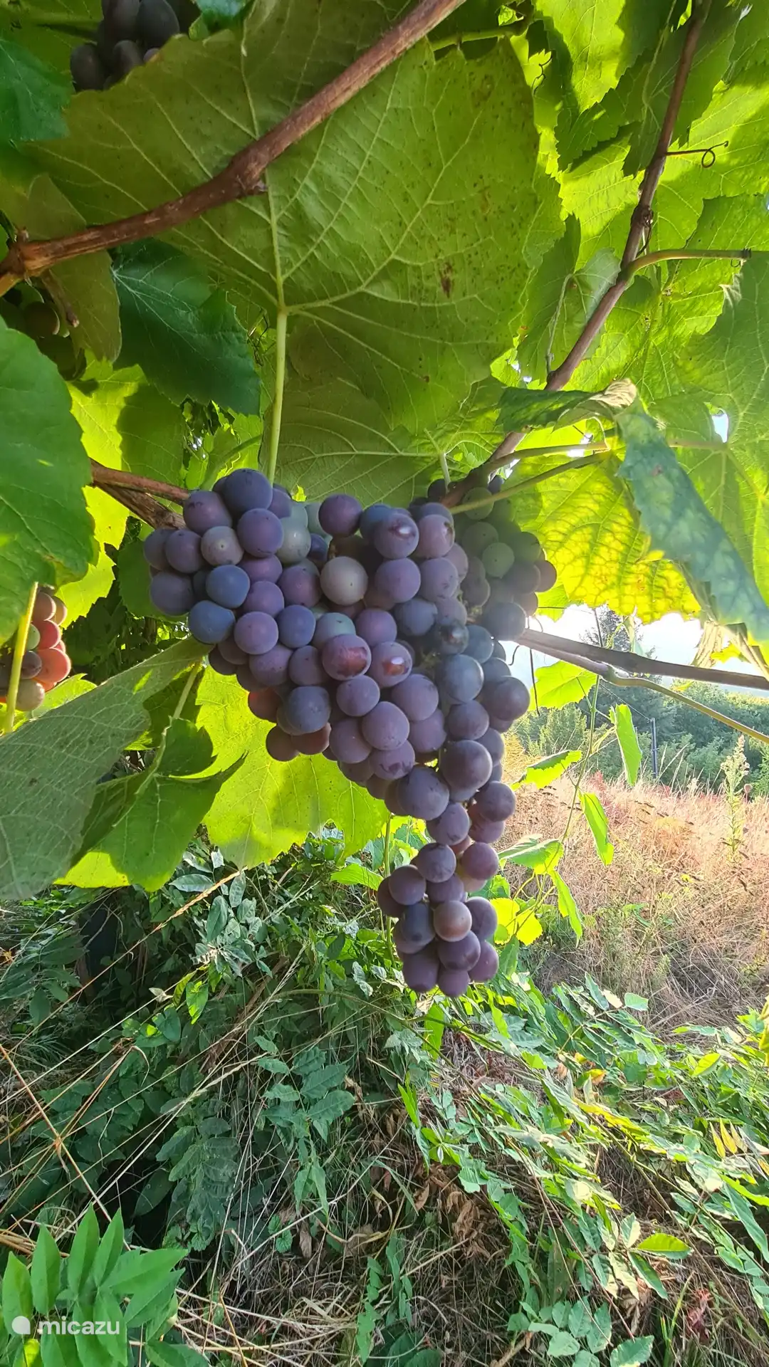 Grapes in September