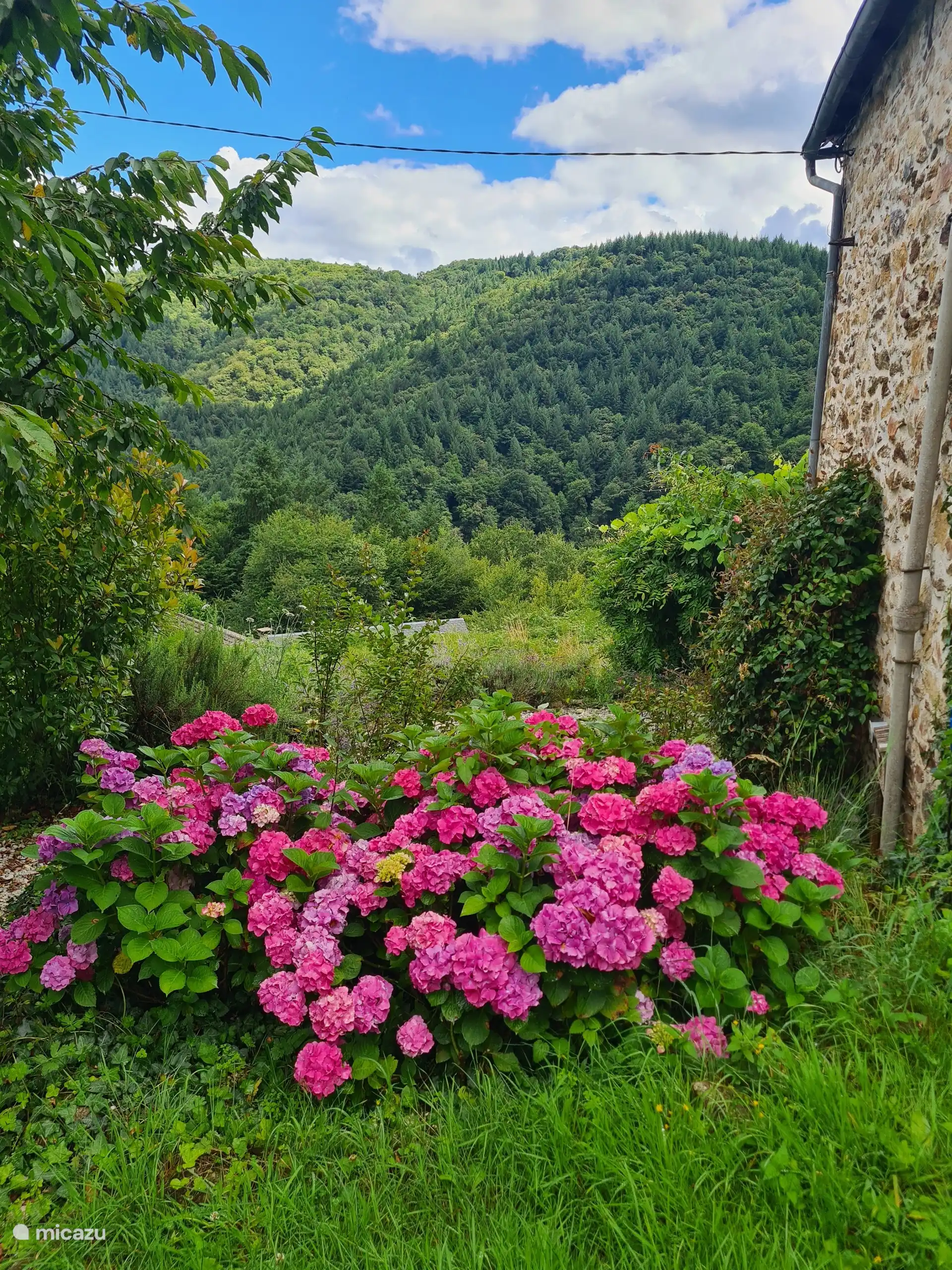 Hydrangeas in bloom