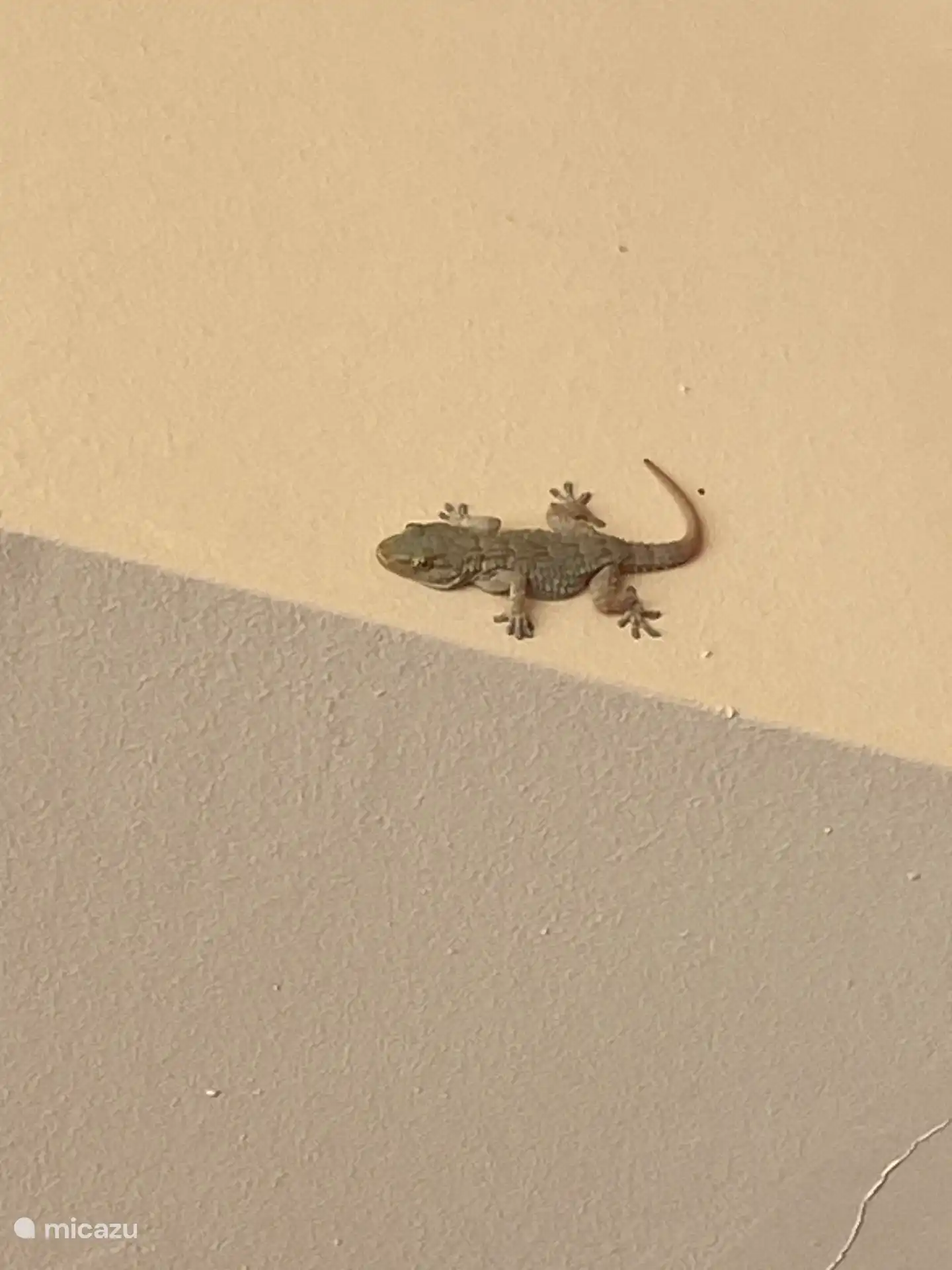 Nos visiteurs nocturnes (Gecko)