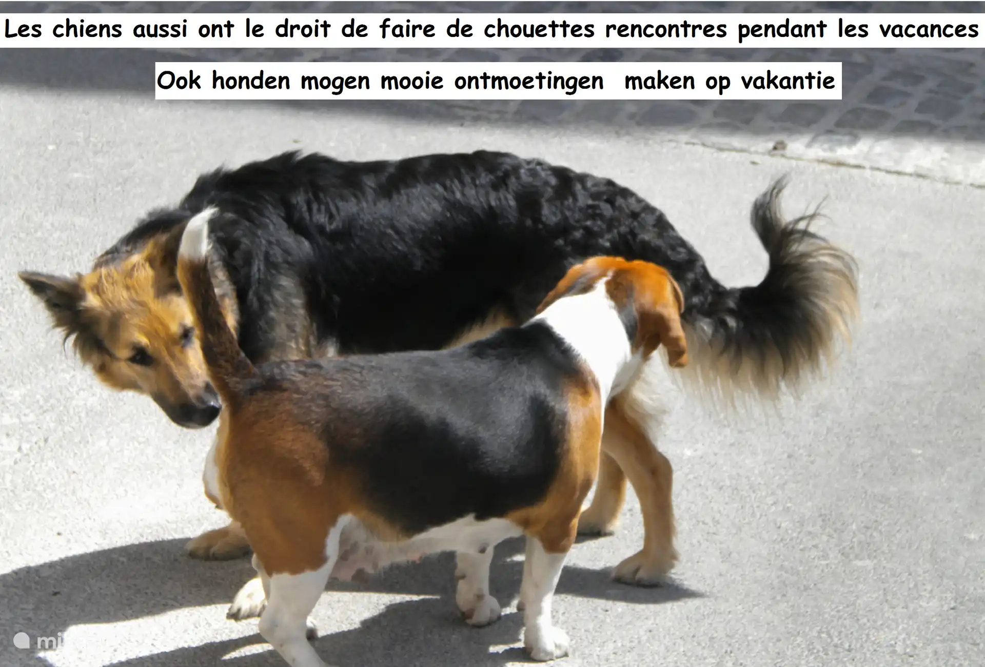 2 perros bienvenidos