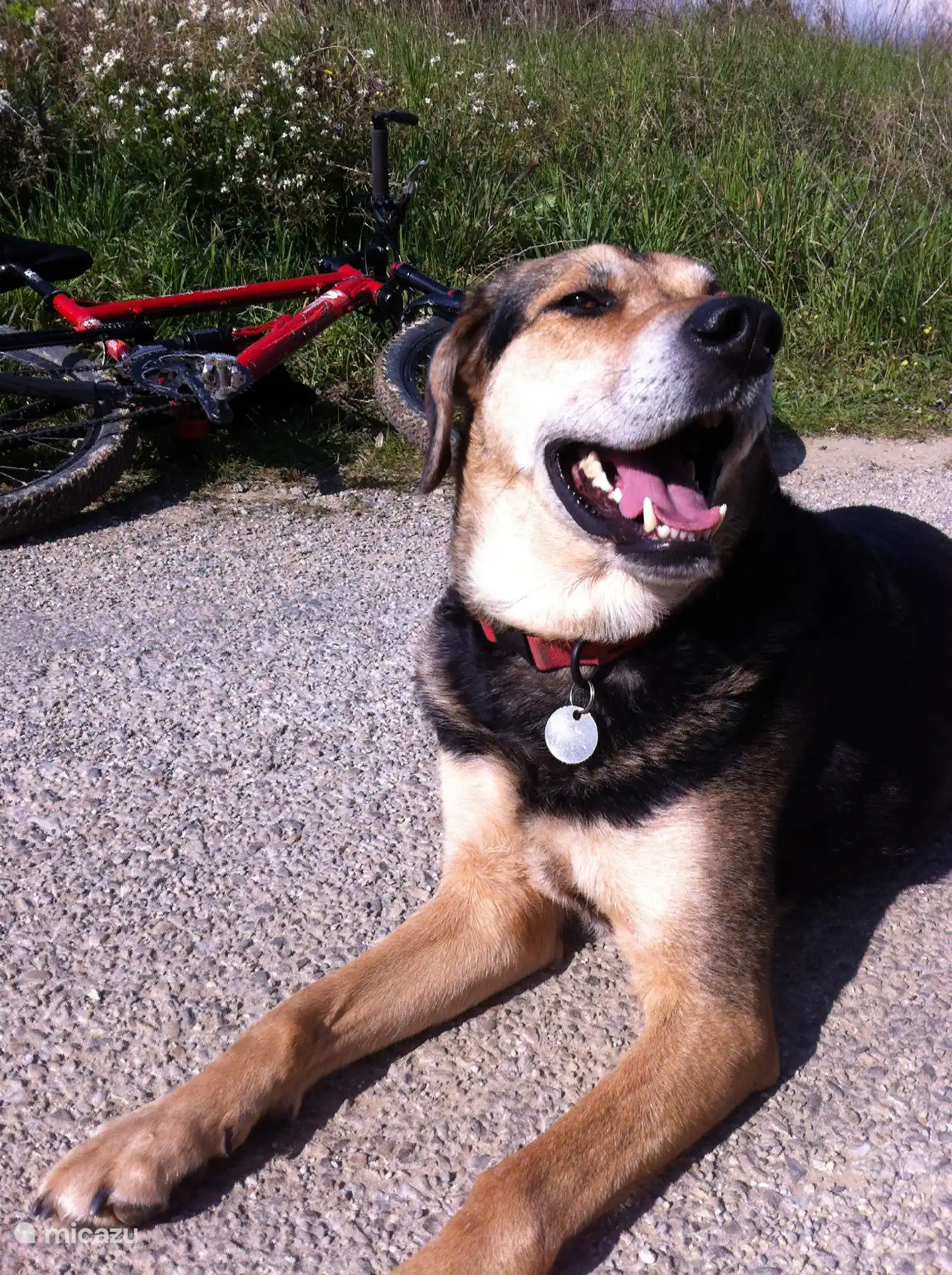 2 perros bienvenidos