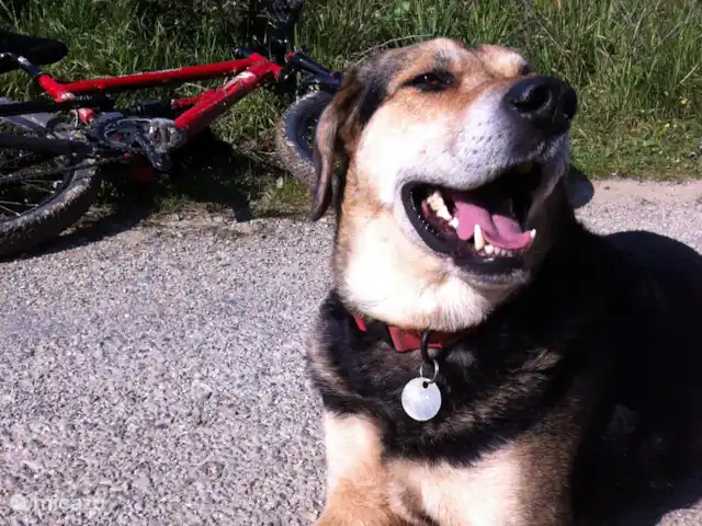 Le Chênelierre  | Belgique, Ardennes, Manhay - maison de vacances 2 chiens bienvenus