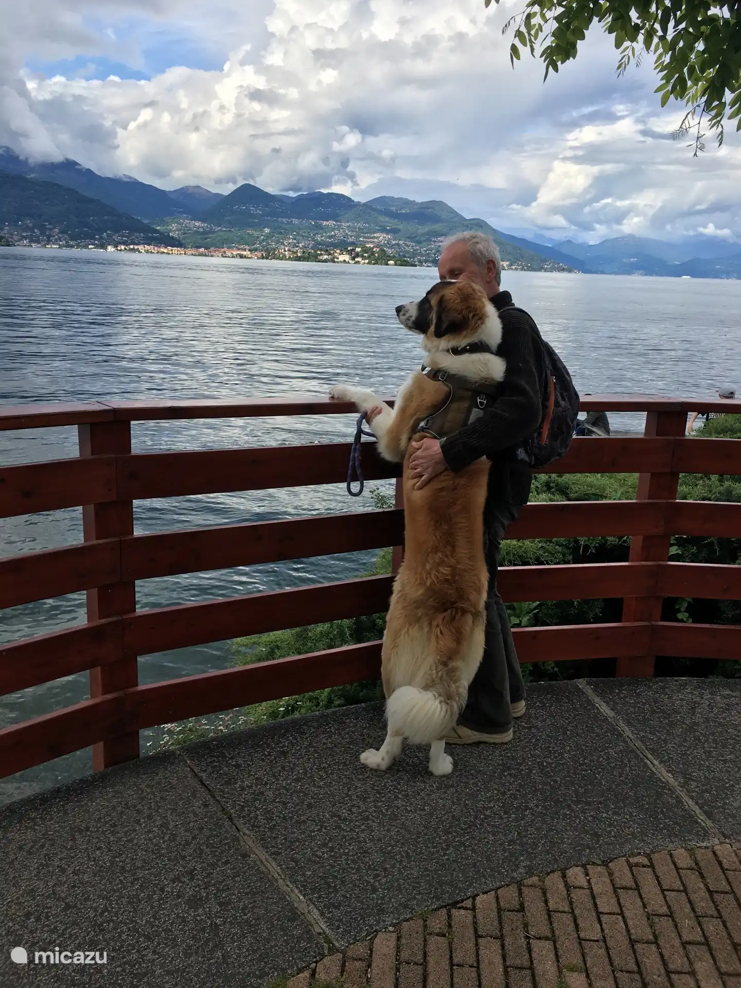 Nuestro Anatole de vacaciones en Italia... entiendes por qué los perros grandes también son bienvenidos en Le Chênelierre ??