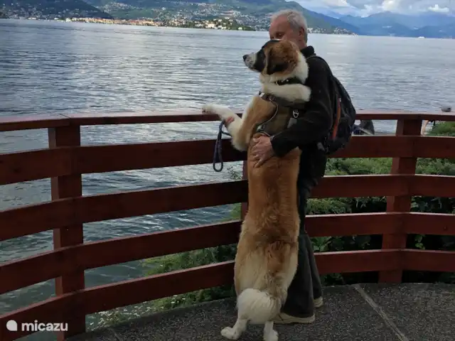 Le Chênelierre  | Belgique, Ardennes, Manhay - maison de vacances Notre Anatole en vacances en Italie… vous comprenez pourquoi les grands chiens sont aussi les bienvenus au Chênelierre ??