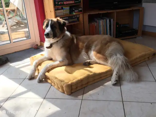 Le Chênelierre  | Belgique, Ardennes, Manhay - maison de vacances Notre Anatole en vacances dans « sa » maison de vacances, Le Chênelierre…