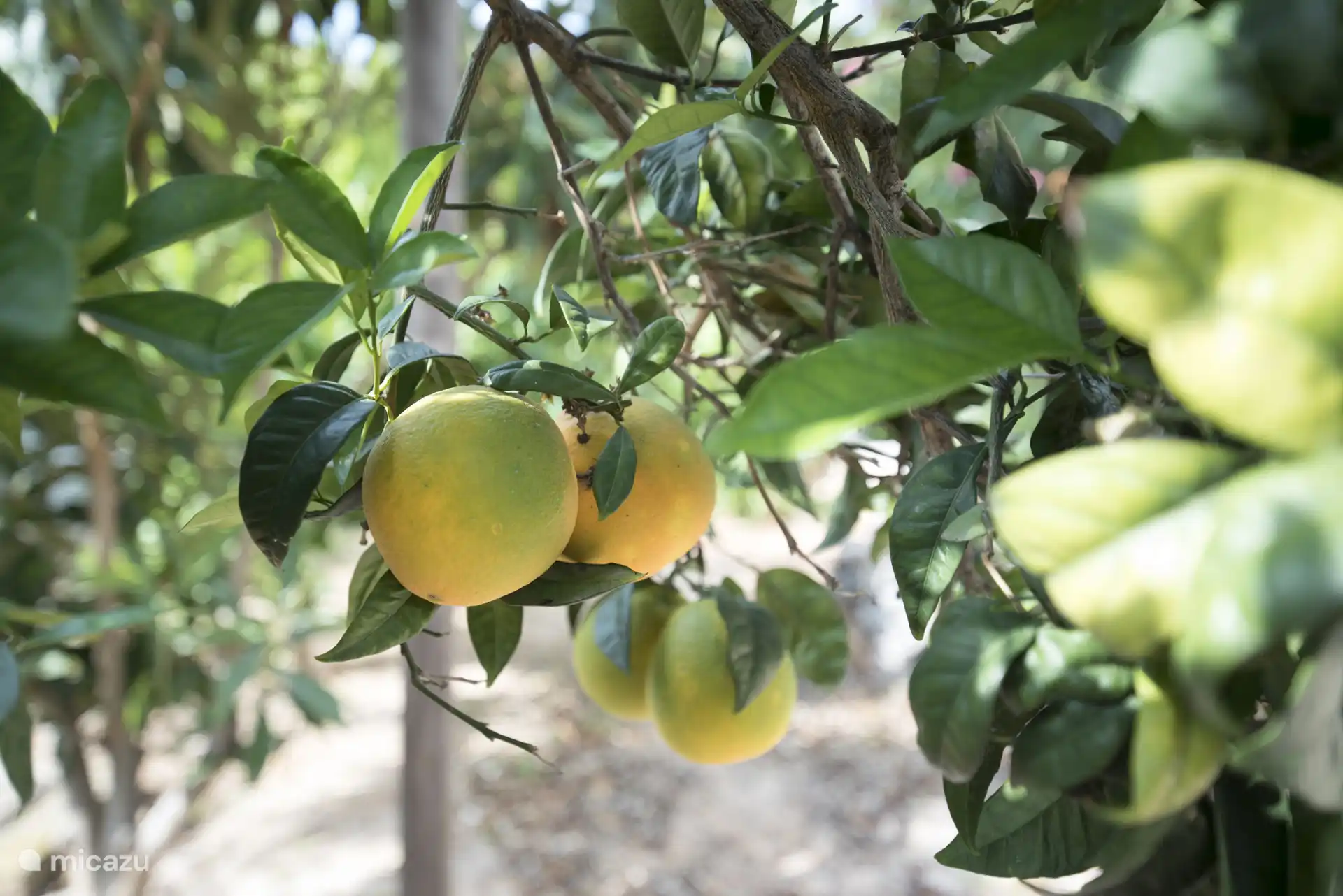 La cueillette est autorisée !
