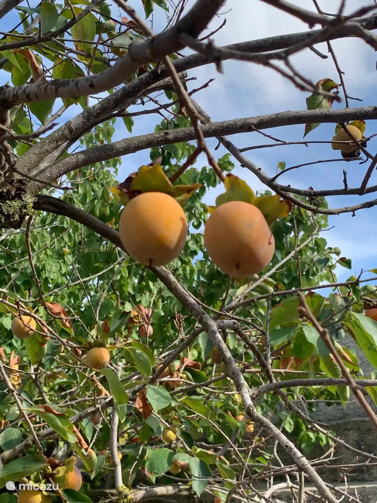 Es gibt viele verschiedene Obstbäume, von denen du die Früchte pflücken und essen kannst (je nach Jahreszeit)