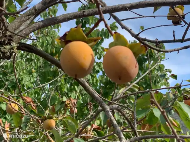 Casa di Torba Bianca | Italie, Pouilles (Puglia), San Vito dei Normanni - maison de vacances Il existe de nombreux arbres fruitiers différents dont vous pouvez cueillir et manger les fruits (selon la saison)