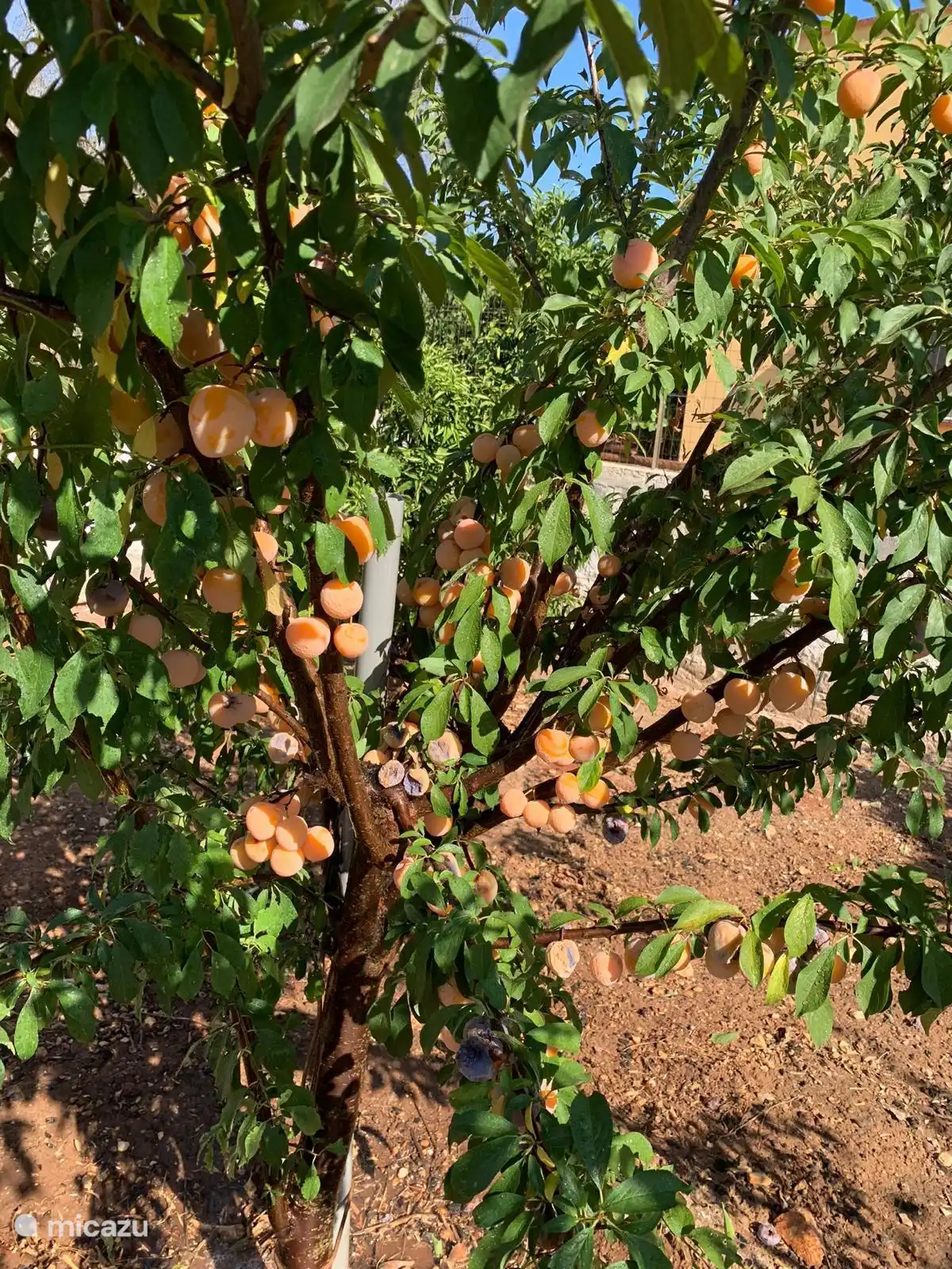 Es gibt viele verschiedene Obstbäume, von denen du die Früchte pflücken und essen kannst (je nach Jahreszeit)