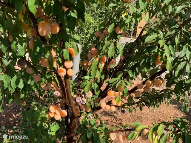 Casa di Torba Bianca | Italie, Pouilles (Puglia), San Vito dei Normanni - maison de vacances Il existe de nombreux arbres fruitiers différents dont vous pouvez cueillir et manger les fruits (selon la saison)