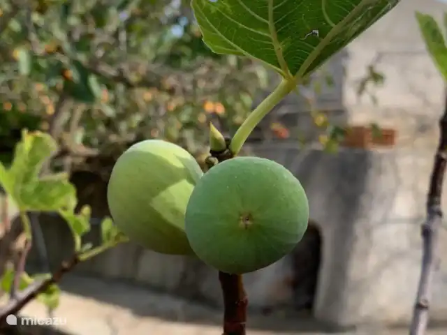 Casa di Torba Bianca | Italie, Pouilles (Puglia), San Vito dei Normanni - maison de vacances Il existe de nombreux arbres fruitiers différents dont vous pouvez cueillir et manger les fruits (selon la saison)
- Mandarines - Oranges - Figues - Arbousier - Prunes - Poires - Kaki
