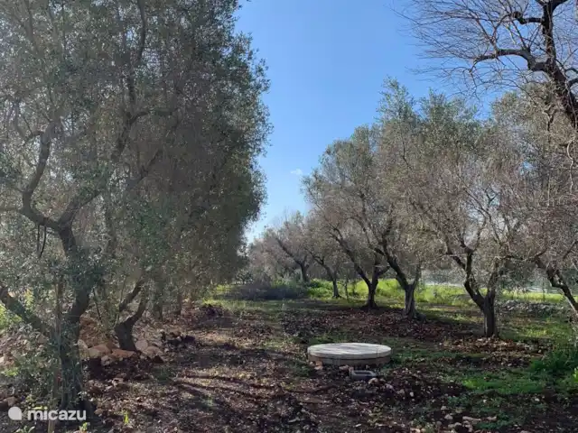 Casa di Torba Bianca | Italie, Pouilles (Puglia), San Vito dei Normanni - maison de vacances L’oliveraie avec environ 60 oliviers