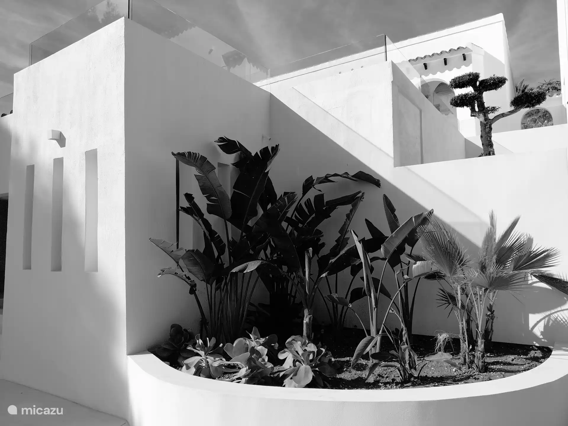 Coin plantes exotiques