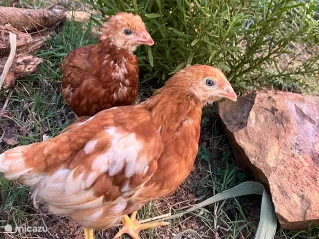 Quinta do Topo (Nouveau sur Micazu !) | Portugal, Algarve, Aljezur - maison de vacances Poulets