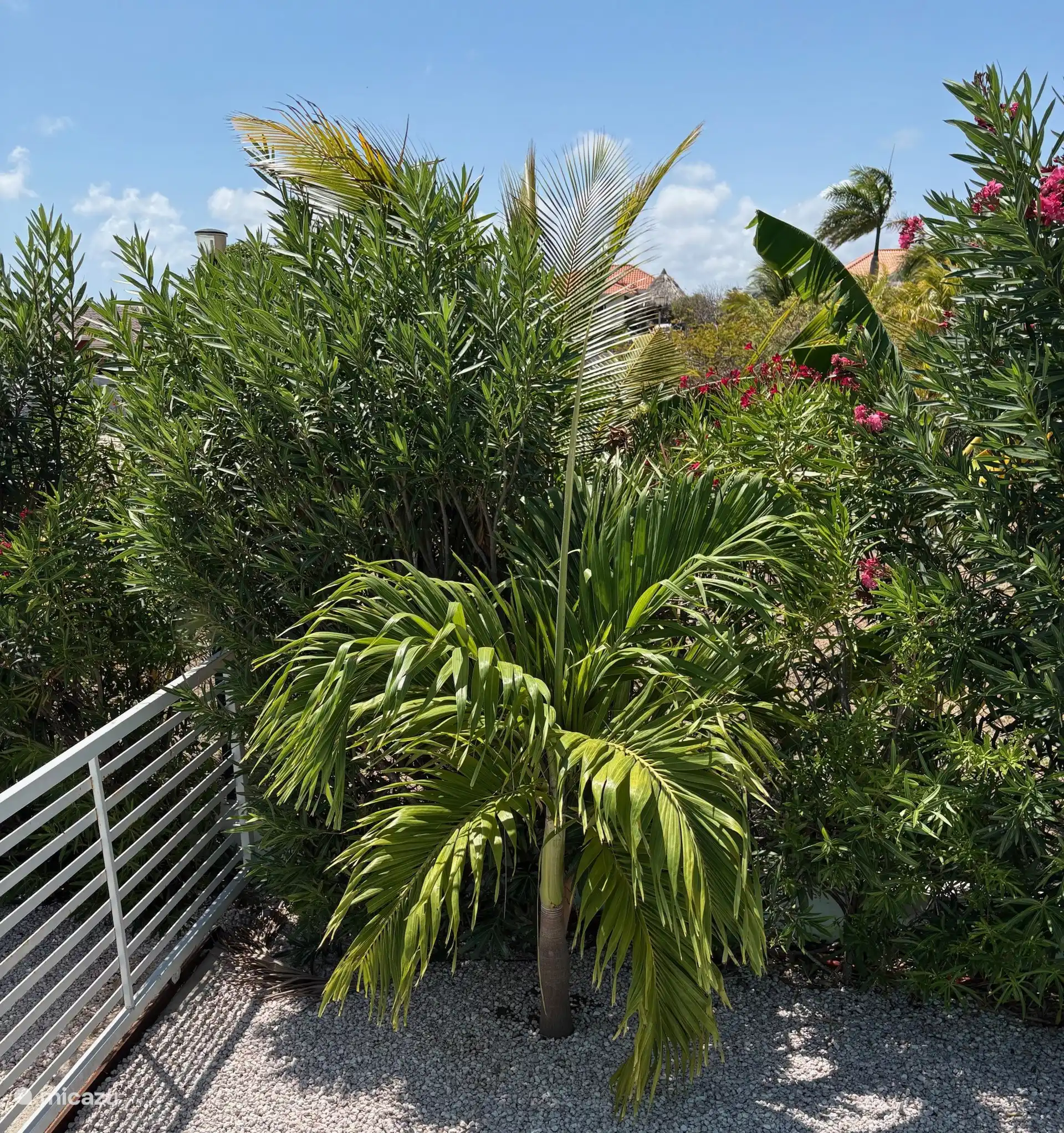 Het huis is omgeven door een prachtige tuin.