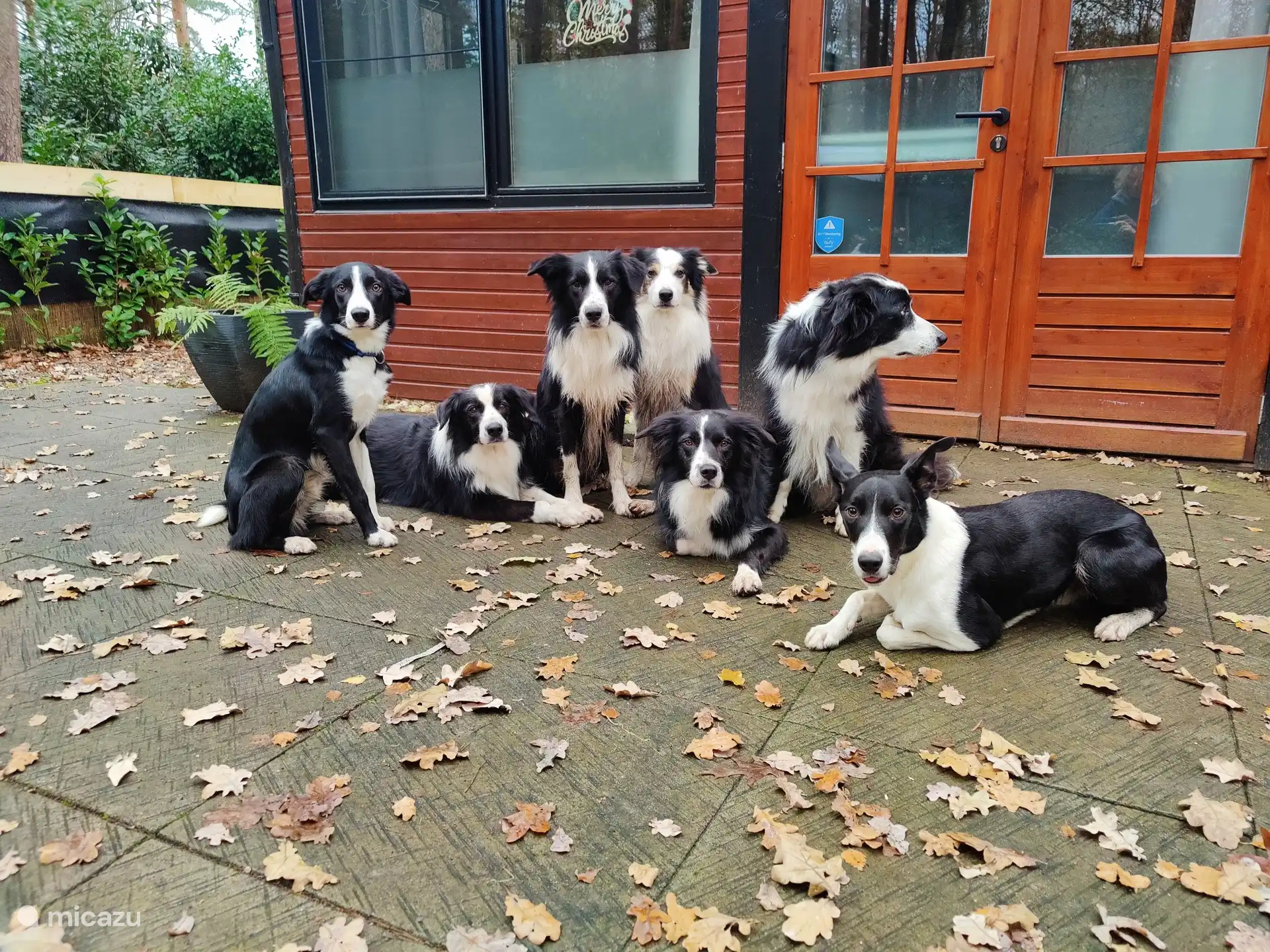 Les chiens sont les bienvenus à Het Zenhuisje !