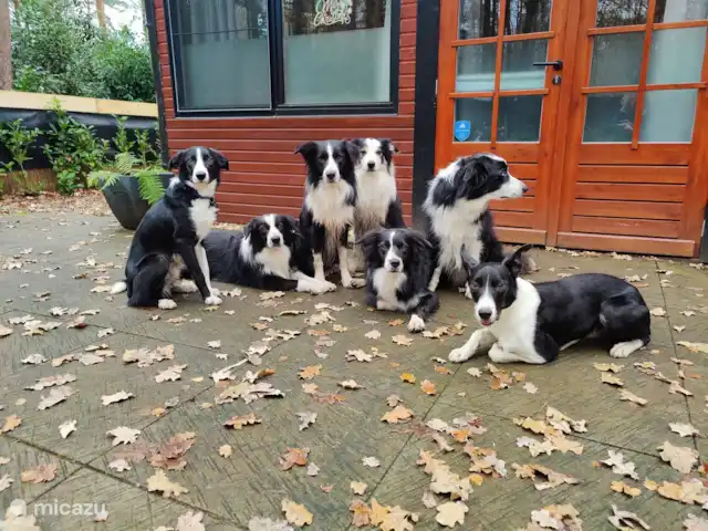 Location de Vacances Belgique, Limbourg, Gellik, chalet - La Maison Zen Les chiens sont les bienvenus à Het Zenhuisje !