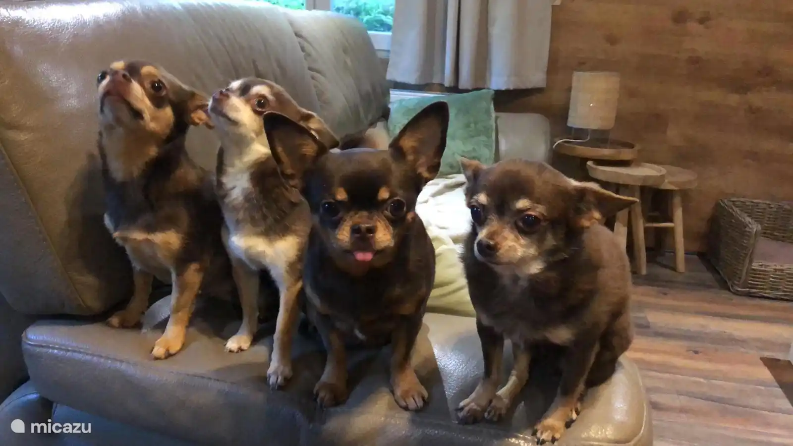 Les chiens sont les bienvenus à Het Zenhuisje !