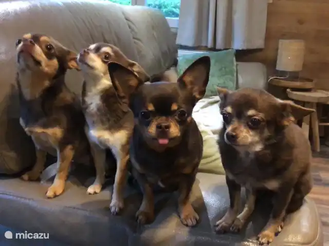 Location de Vacances Belgique, Limbourg, Gellik, chalet - La Maison Zen Les chiens sont les bienvenus à Het Zenhuisje !