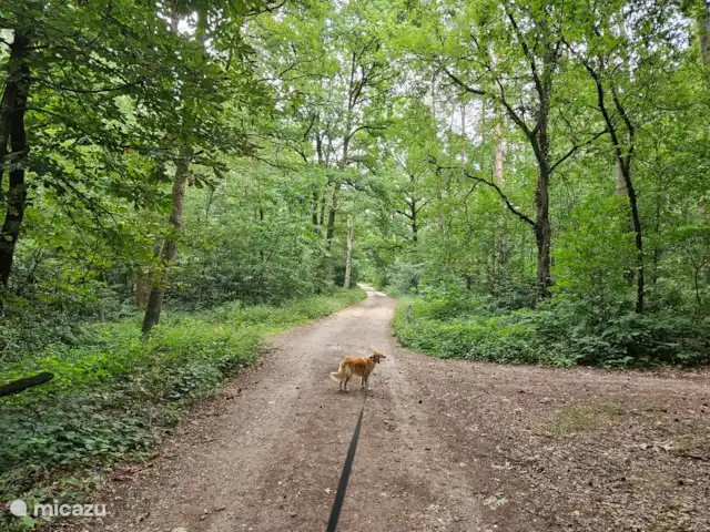 Location de Vacances Belgique, Limbourg, Gellik, chalet - La Maison Zen La belle nature du parc national de la Haute Campine