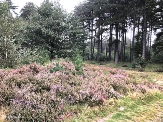 Location de Vacances Belgique, Limbourg, Gellik, chalet - La Maison Zen Lande de Malines
