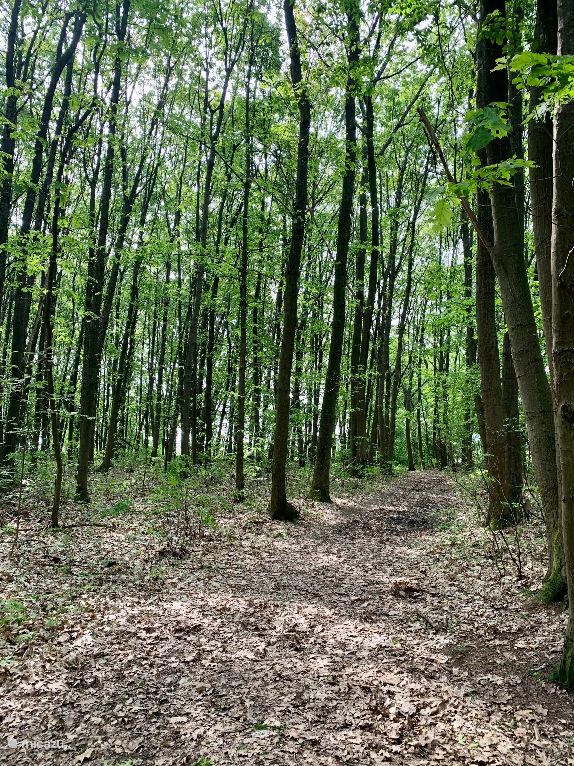 La belle nature du parc national de la Haute Campine
